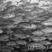 jack_bigeye_dar_h_0042_ecu0811_bw.jpg